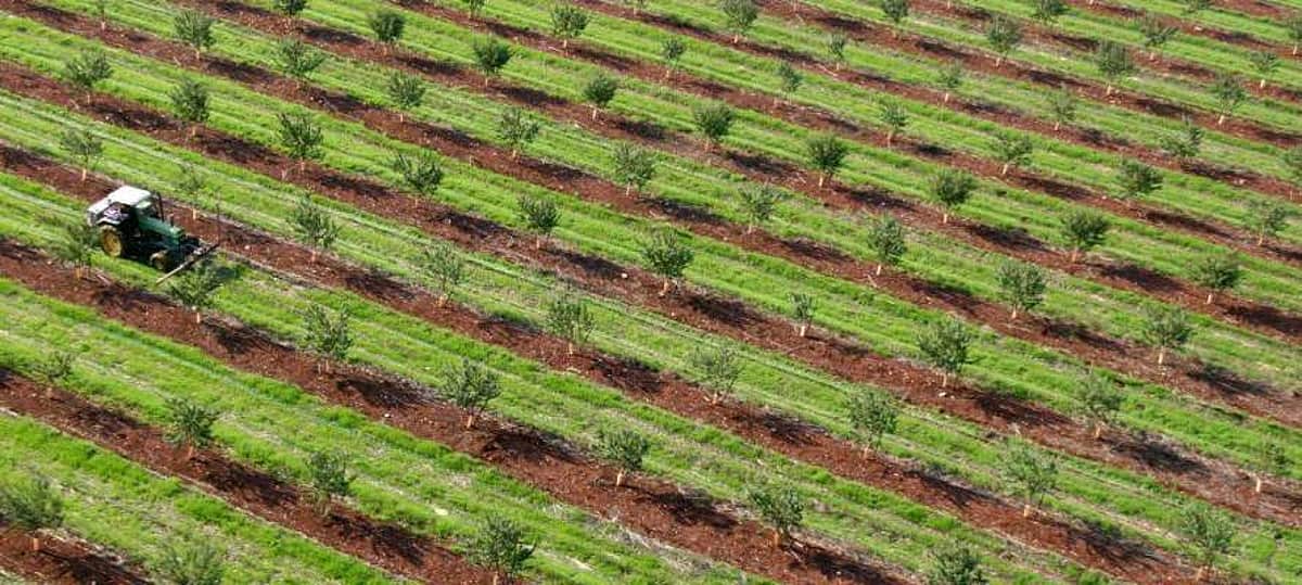 இஸ்ரேலின் விவசாய தொழில் நுட்பம் தமிழகத்துக்கு கைகொடுக்குமா?