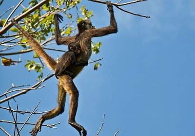 மனம் என்ற குரங்கை எவ்வாறு கட்டுப்படுத்தலாம்?