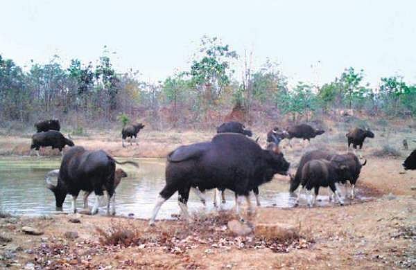காட்டு மாடுகளுக்குக் குடும்பக் கட்டுப்பாடா..?