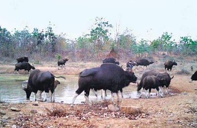 காட்டு மாடுகளுக்குக் குடும்பக் கட்டுப்பாடா..?