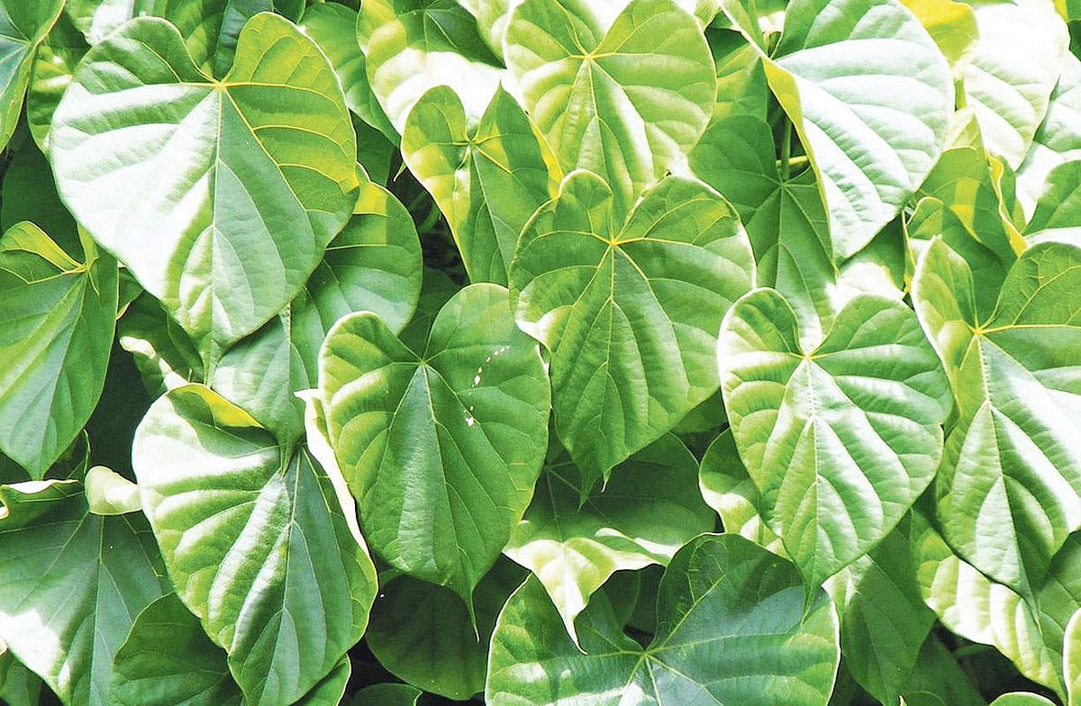 மரங்களின் வரங்கள்!: மரணத்தை வெல்லும் சக்தி வஞ்சி மரம்