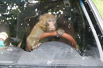 சிஆன் நகரில் காணப்பட்ட குரங்கு