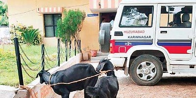 கைது செய்யப்பட்டு காவல்நிலையத்தில் சிறை வைக்கப்பட்ட ஆடுகள்: செய்த குற்றம் இதுதான்!