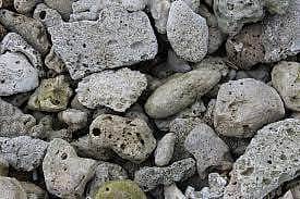 அழியும் ராமேஸ்வரம் பவளப்பாறைகள்..!