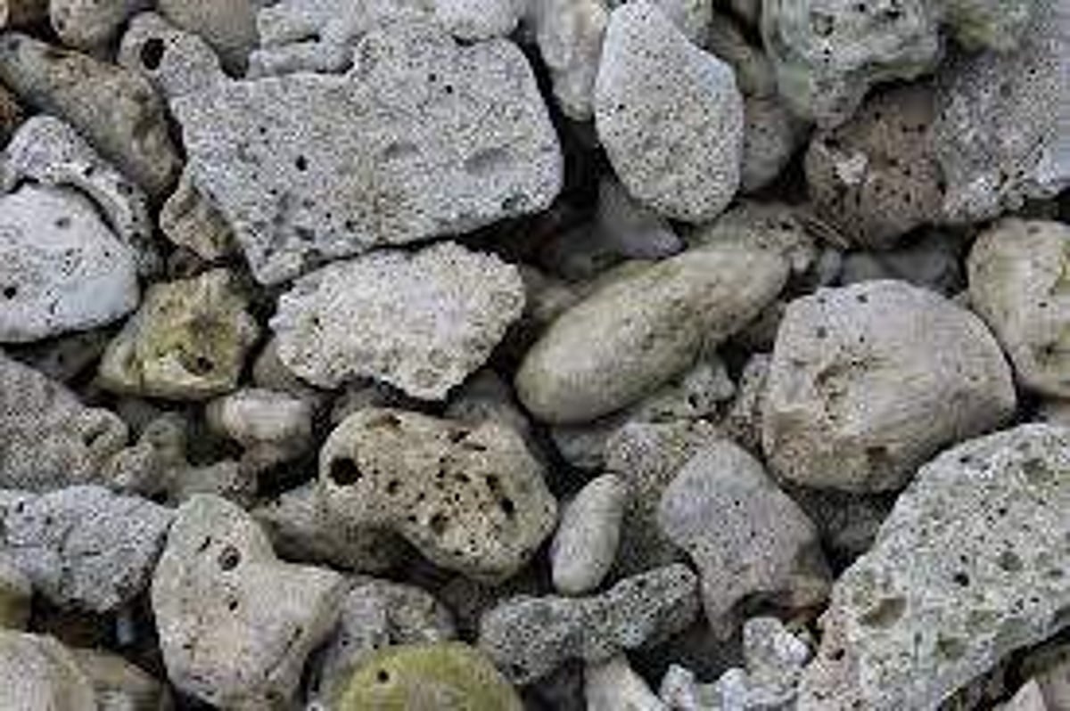 அழியும் ராமேஸ்வரம் பவளப்பாறைகள்..!