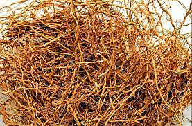 வெற்றியை தந்த வெட்டிவோ்!