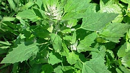 நீரிழிவு நோயைக் கட்டுப்படுத்த உதவும் கீரை!