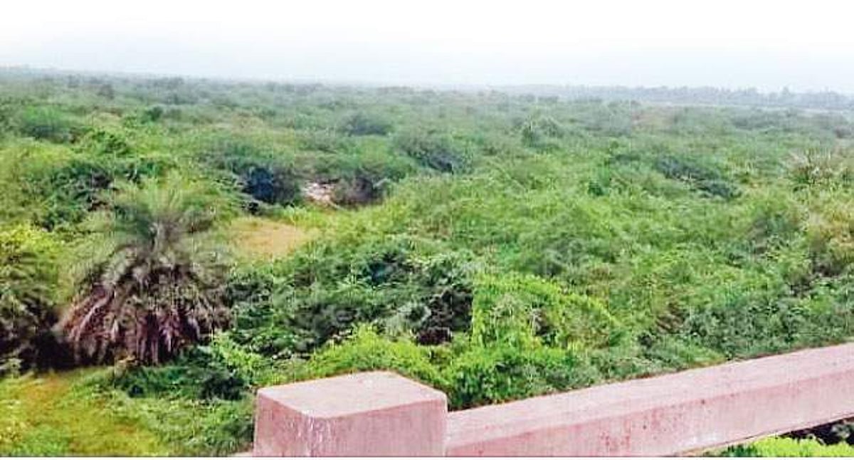 பாலாற்றைப் பாழாக்கும் சீமைக் கருவேல மரங்கள்