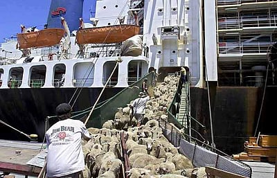 ஆஸ்திரேலியாவில் செம்மறி ஆடுகள் ஏற்றுமதி மீண்டும் தொடக்கம்