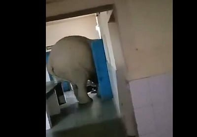 உணவு தேடி சமையலறைக்குள் நுழைந்த அழையா விருந்தாளி!  உணவு கிடைத்ததா?