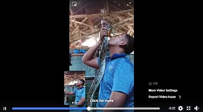 பாம்பு கொடுத்த தண்டனை இதுதான்! வைரல் விடியோ