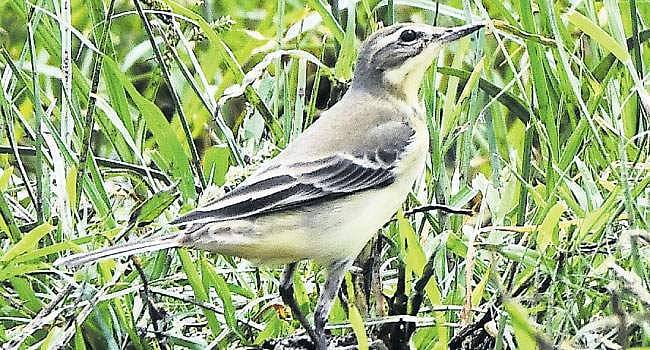 பள்ளிக்கரணை சதுப்புநிலத்துக்கு: வெளிநாட்டுப் பறவைகளின் வலசை தொடக்கம்