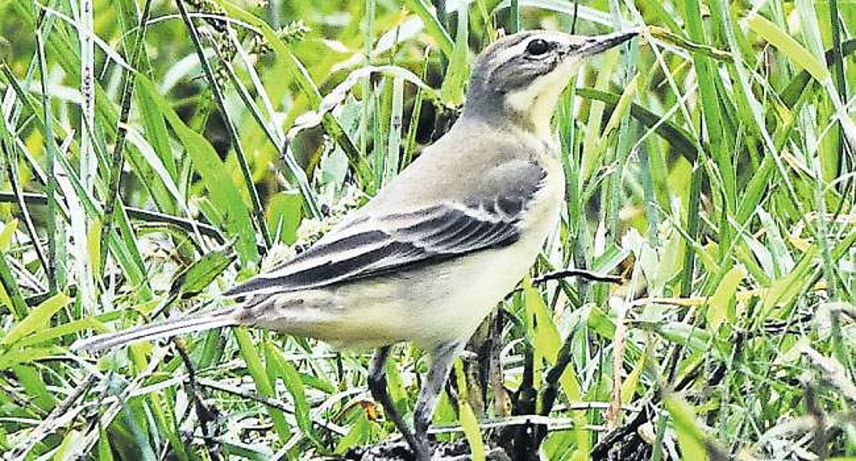 பள்ளிக்கரணை சதுப்புநிலத்துக்கு: வெளிநாட்டுப் பறவைகளின் வலசை தொடக்கம்