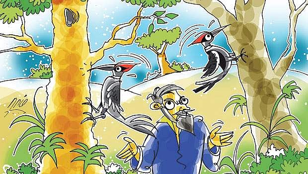 அமெரிக்க நாடோடிக்கதை: மரங்கொத்திப் பறவைகளான மனிதர்கள்