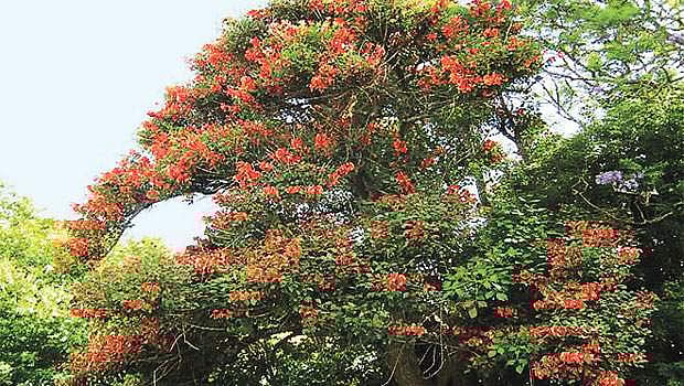 மரங்களின் வரங்கள்!: பெண்களுக்கு சாமி கொடுத்த வரம் கல்யாண முருங்கை மரம் 