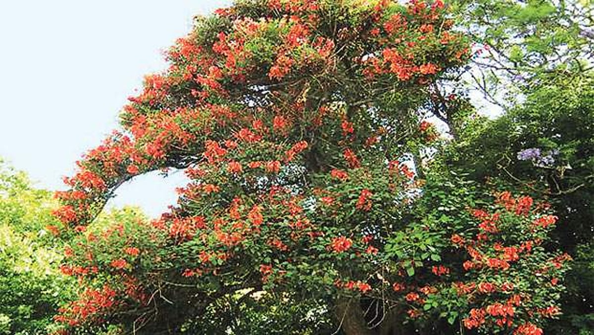 மரங்களின் வரங்கள்!: பெண்களுக்கு சாமி கொடுத்த வரம் கல்யாண முருங்கை மரம்