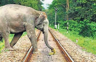 நாட்டையே கலங்க வைத்த யானை சிகிச்சை பலனின்றி உயிரிழந்தது! என்ன செய்யப் போகிறது ரயில்வே!!