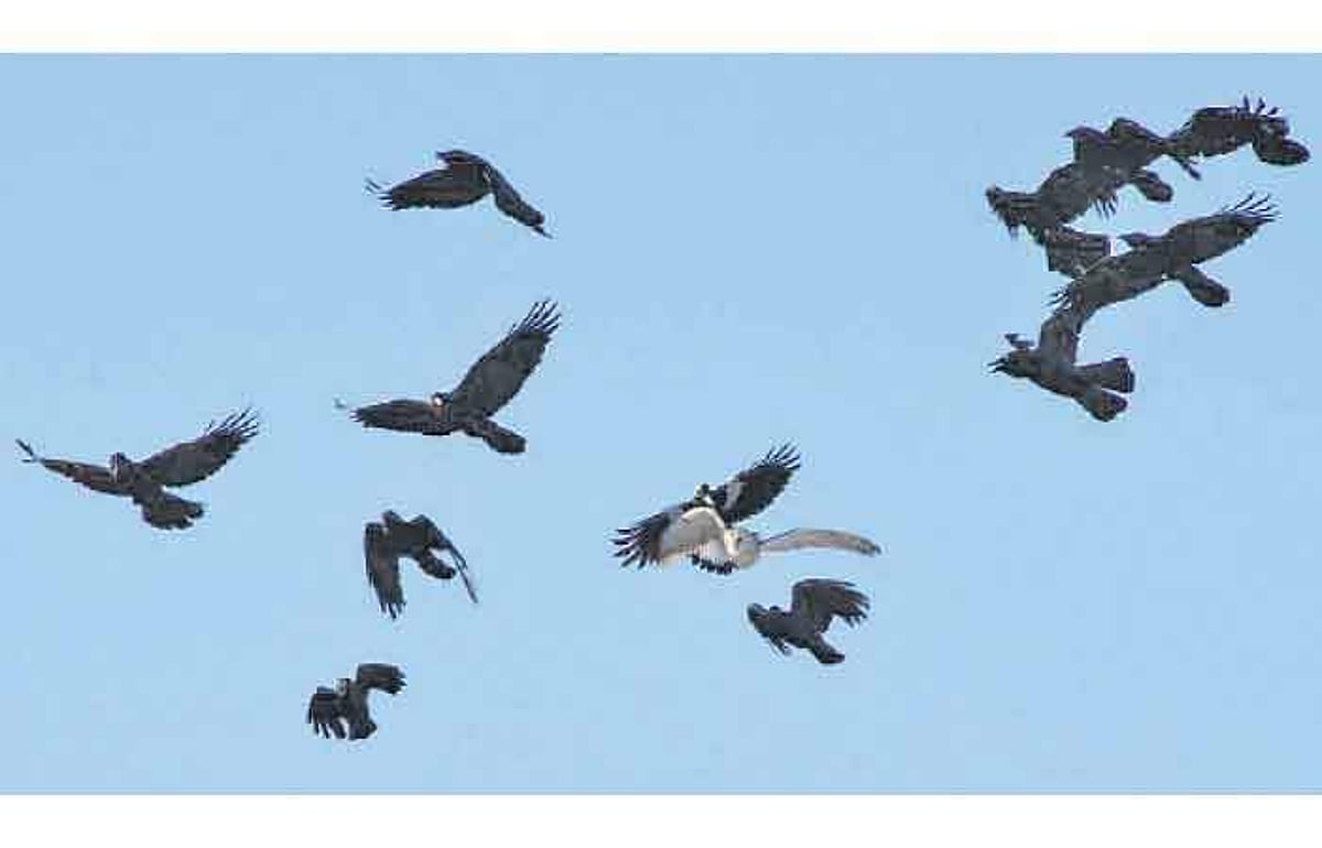 பறவைகள் கற்பிக்கும் பாடங்கள்!