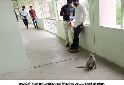 வகுப்பறைக்குள் புகுந்து குரங்குகள் அட்டகாசம்: ஆசிரியர்கள், மாணவர்கள் அவதி 