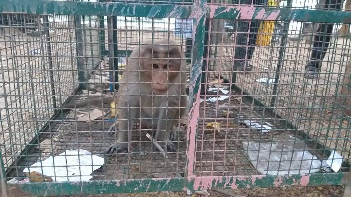 ஆட்சியர் வளாகத்திலிருந்து மூன்றாவது முறையும் தப்பித்த 'குரங்கு ராஜா'!