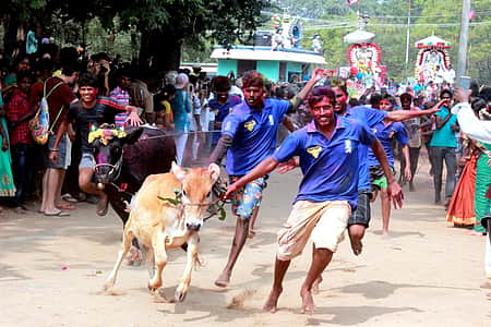 வெளிநாட்டினரின் கவனம் ஈா்க்கும் மஞ்சுவிரட்டு!