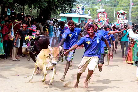 வெளிநாட்டினரின் கவனம் ஈா்க்கும் மஞ்சுவிரட்டு!