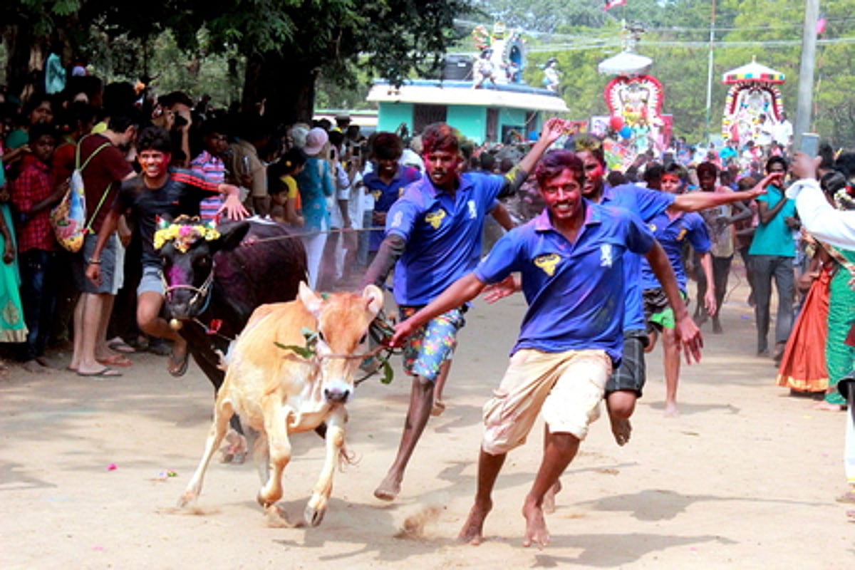வெளிநாட்டினரின் கவனம் ஈா்க்கும் மஞ்சுவிரட்டு!
