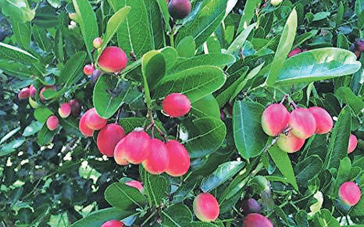 மரங்களின் வரங்கள்!