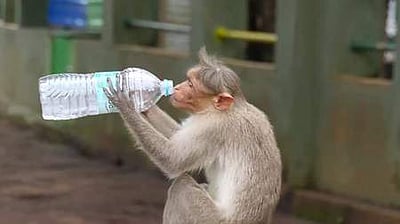 என்ன, தண்ணீருக்கு அடுத்தபடியாகக் குடிக்கும் பானம் இதுவா?