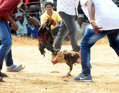 சேவல் சண்டை திருவிழா