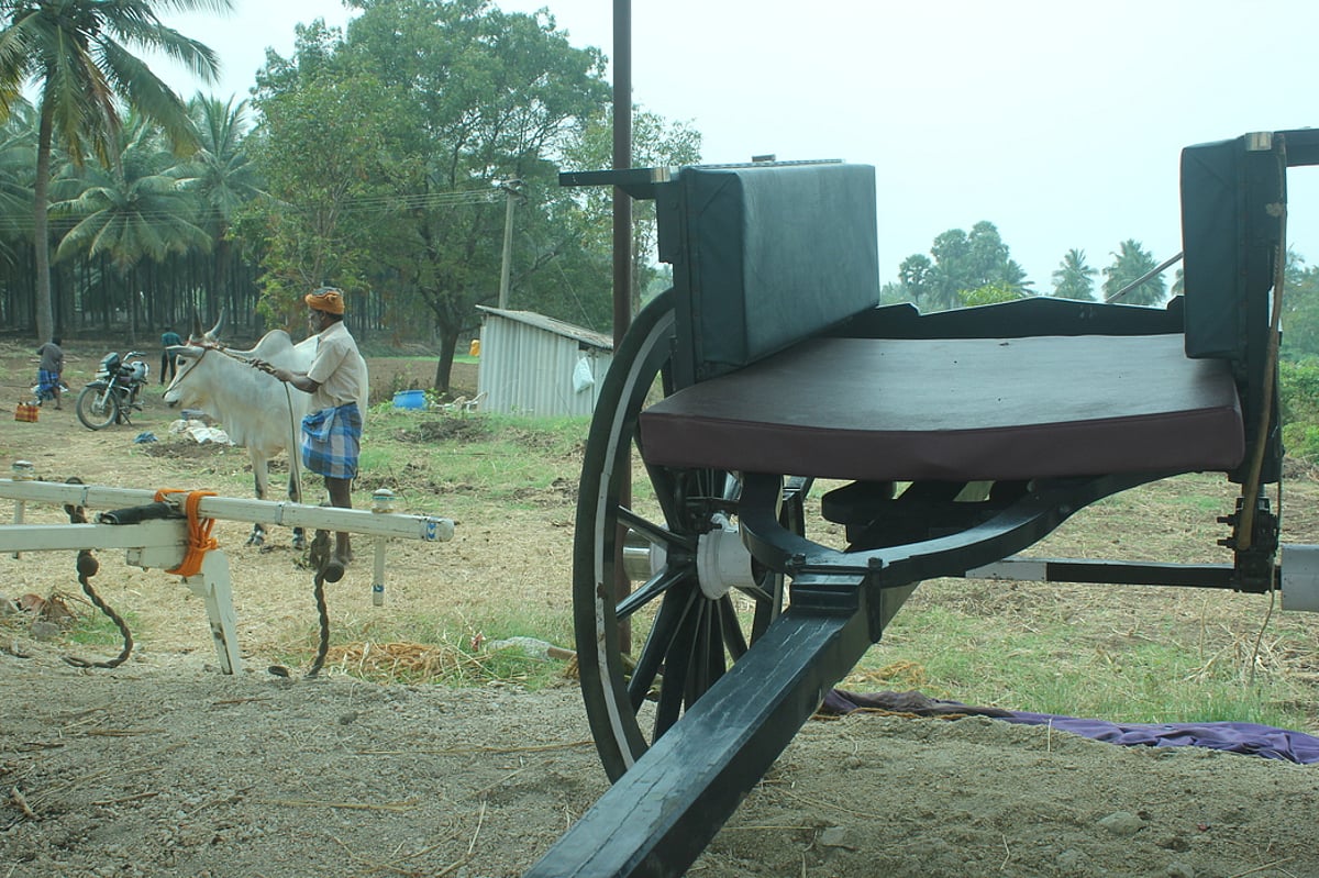 பொங்கல் திருவிழா: ரேக்ளா போட்டிக்குத் தயாராகும் காளைகள், வண்டிகள்