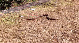 பாம்பு கடித்ததில் தொழிலாளி உயிரிழப்பு