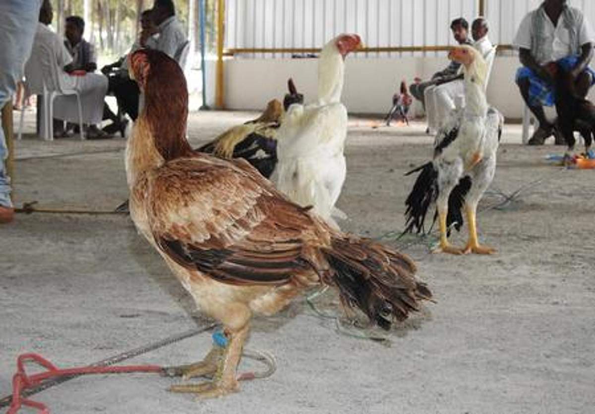 News image