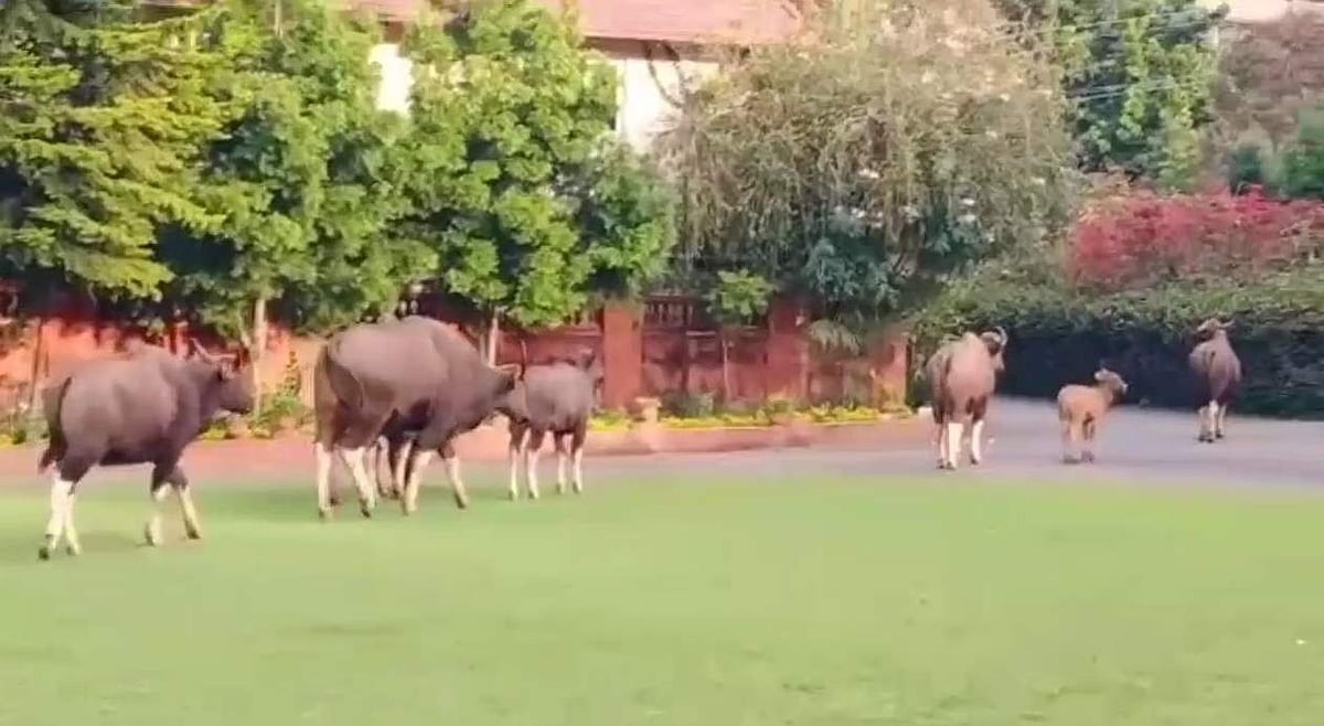 குன்னூர் ஜிம்கானா கிளப் பகுதியில் திடீரென புகுந்த காட்டெருமைக் கூட்டம்