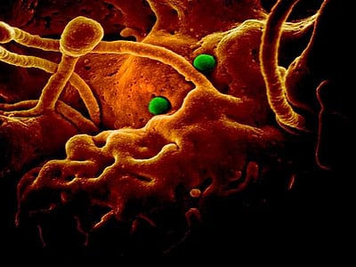 சீனாவில் கரோனா வைரஸ் பாதிப்பால் 9 பேர் மரணம்