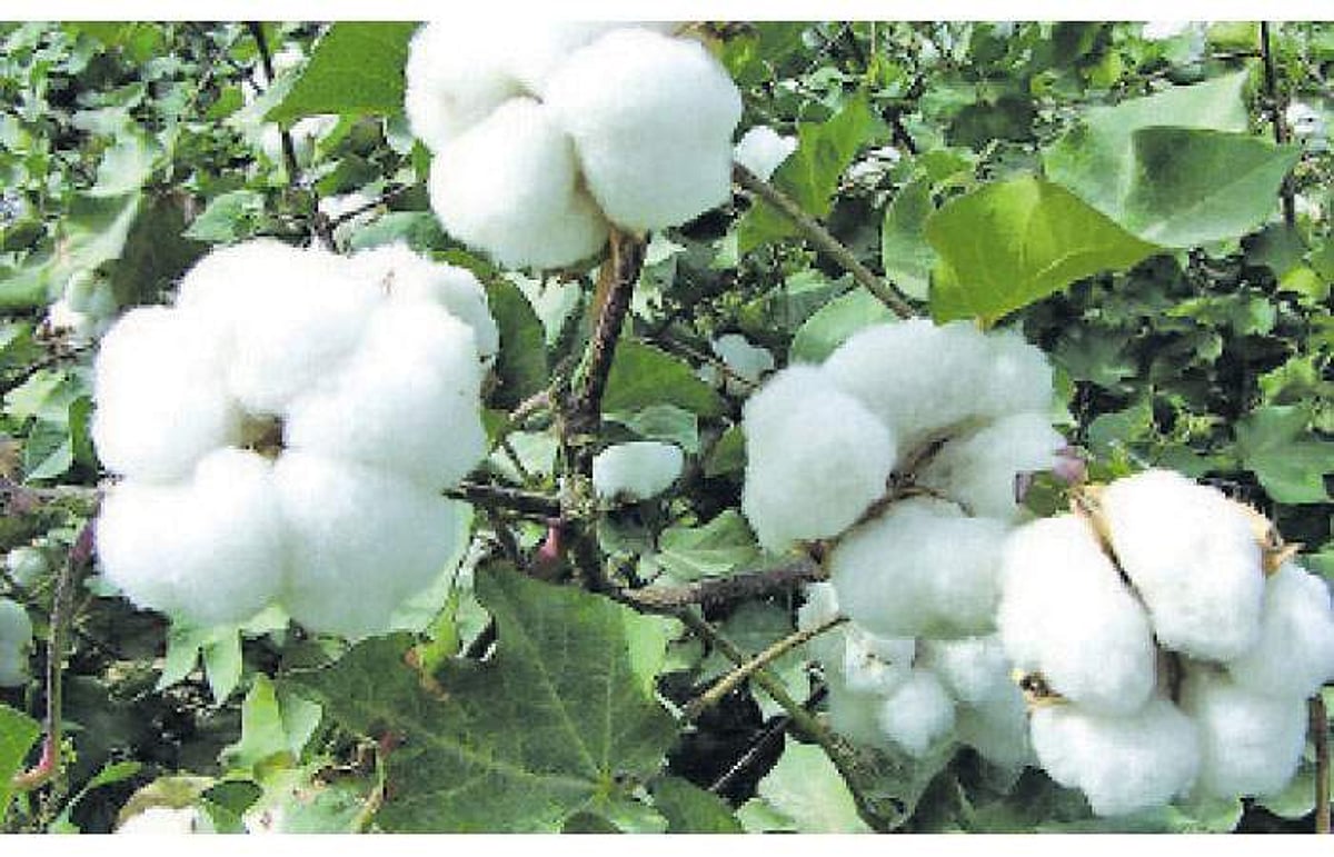 இந்திய பருத்திக் கழகம் ஜவுளித் துறைக்கு நண்பனா, எதிரியா?