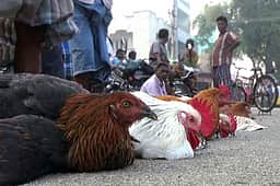 இடையக்கோட்டை பகுதியில் 
கோழிகளுக்கு நோய் பாதிப்பு