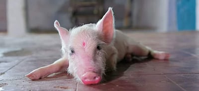 லைகா தயாரிப்பில் யோகி பாபு நடித்துள்ள பன்னி குட்டி டிரெய்லர்!