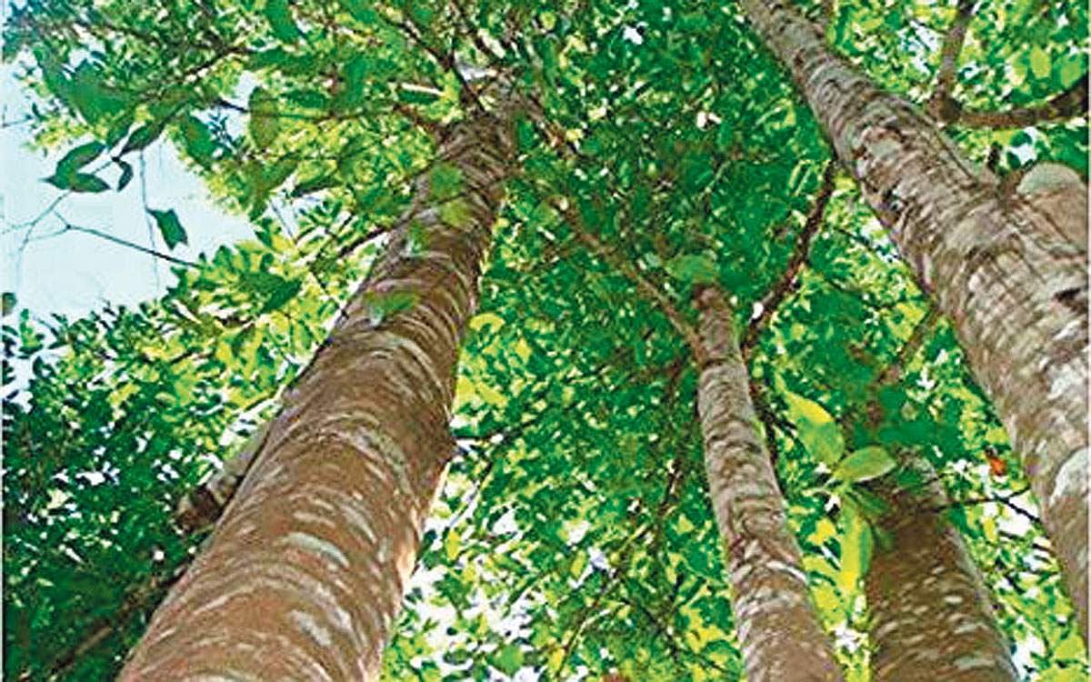 மரங்களின் வரங்கள்!: வாசனை திரவியங்களின் அரசன்- அகில் மரம்