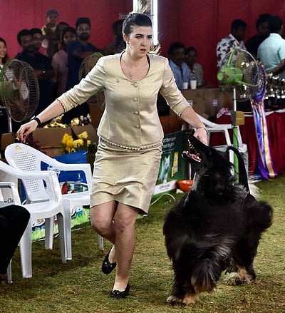 சென்னையில நடைபெற்ற நாய் கண்காட்சி