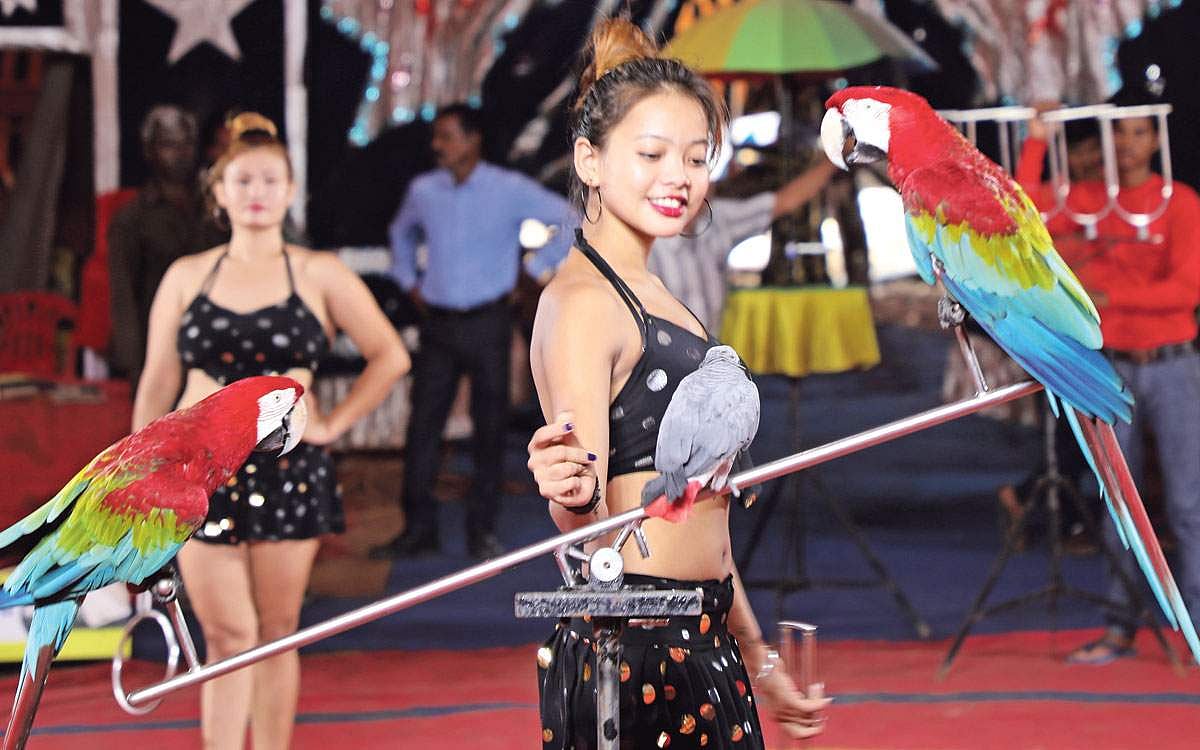 100 ஆண்டு காணும் பாம்பே சர்க்கஸ்!: சாகசத்தால் மகிழ்விக்கும் கலைஞர்கள்...