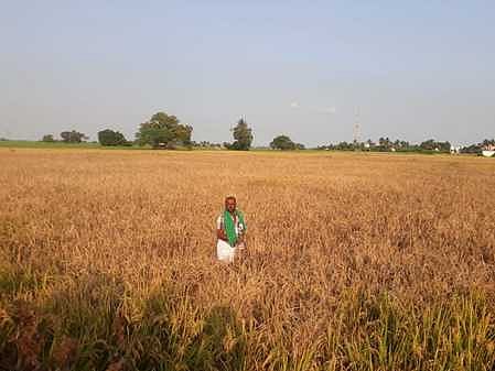 நெற்பயிரில் புகையான் பூச்சித் தாக்குதல்: பொன்னேரி விவசாயிகளுக்கு ரூ.20 கோடி இழப்பு