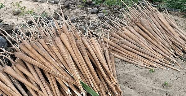 பொங்கலுக்குத் தயாராகும் பனங்கிழங்குகள்!