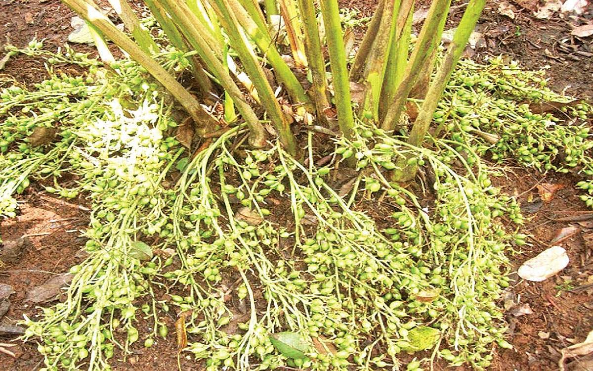 இடுக்கி மாவட்டத்தில் தொழிலாளர்கள் பற்றாக்குறை: அறுவடை செய்யாமல் வீணாகும் ஏலக்காய்