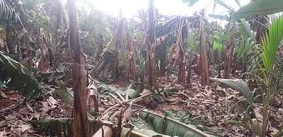 கந்தர்வகோட்டை பகுதிகளில் காற்றுடன் பெய்த மழையால் சேதமடைந்த வாழைகள்