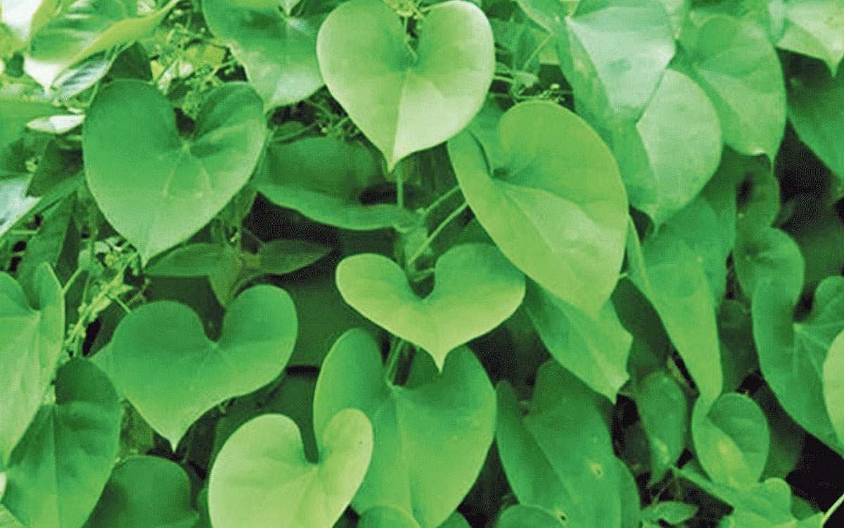 ஆயுள் காக்கும் ஆயுர்வேதம்: மூலிகை கேப்ஸ்யூல்!