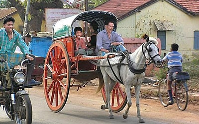 குதிரைக் கழிவுகளுக்கு மவுசு!