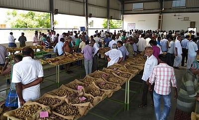 மஞ்சள் விலை குவிண்டால் ரூ.6 ஆயிரத்துக்கு கீழ் குறைந்தது