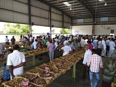 குவிண்டால் ரூ. 6,000-க்கு கீழ் குறைந்த மஞ்சள் விலை: விவசாயிகள் கவலை