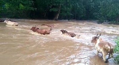 கடம்பூா் மலைப் பகுதியில் கனமழையால் காட்டாற்று வெள்ளம்